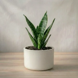 Snake  Plant